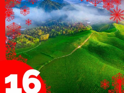 Ekologiskt te med rena, äkta smaker Lucka 16