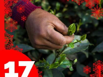 Ekologiskt te med rena, äkta smaker Lucka 17