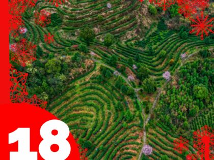 Ekologiskt te med rena, äkta smaker Lucka 18