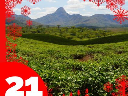 Ekologiskt te med rena, äkta smaker Lucka 21