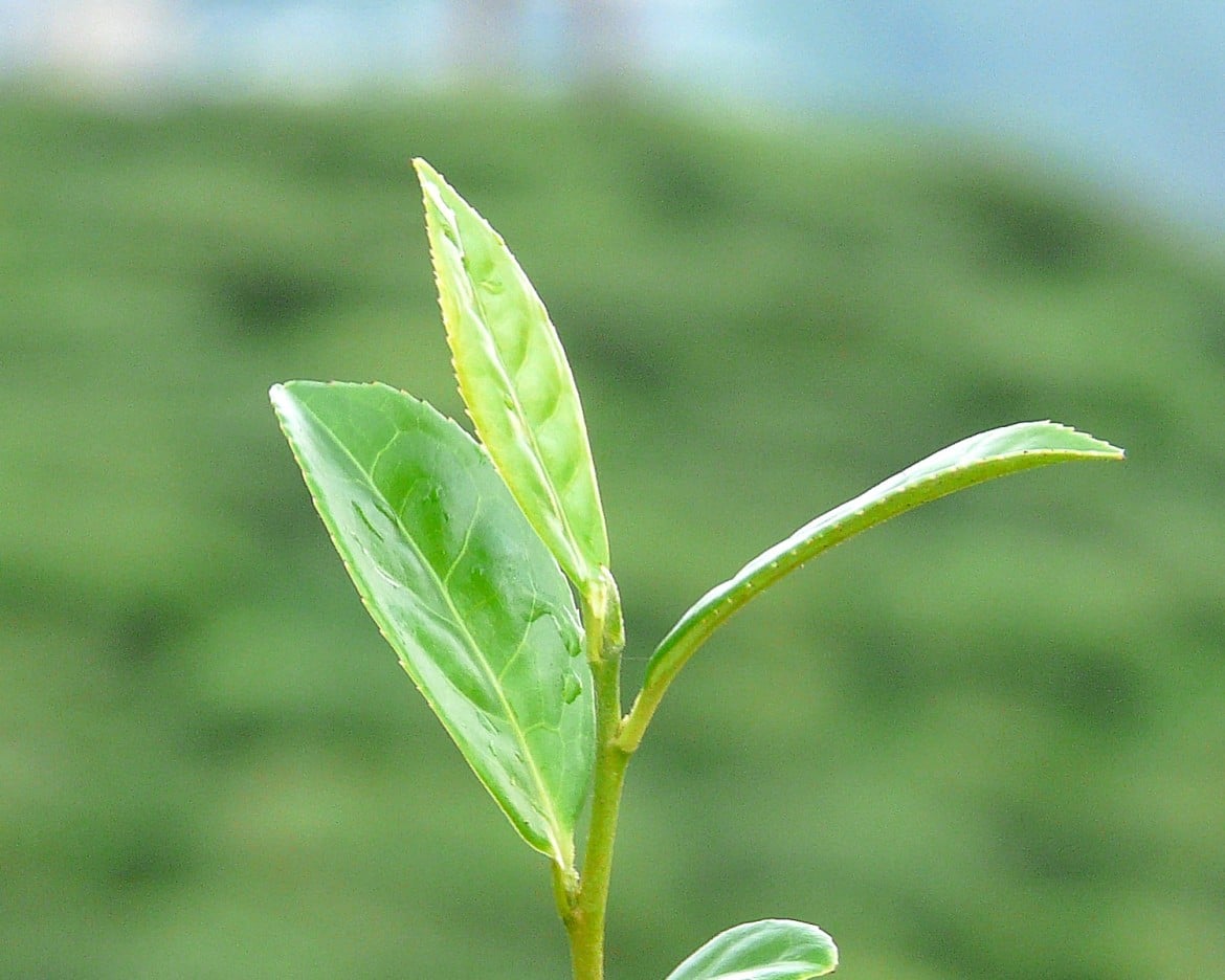 Darjeelingblad