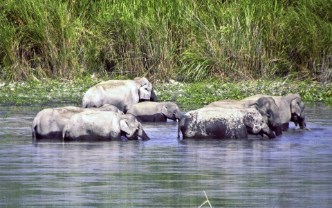 Badande elefanter i Kaziranga