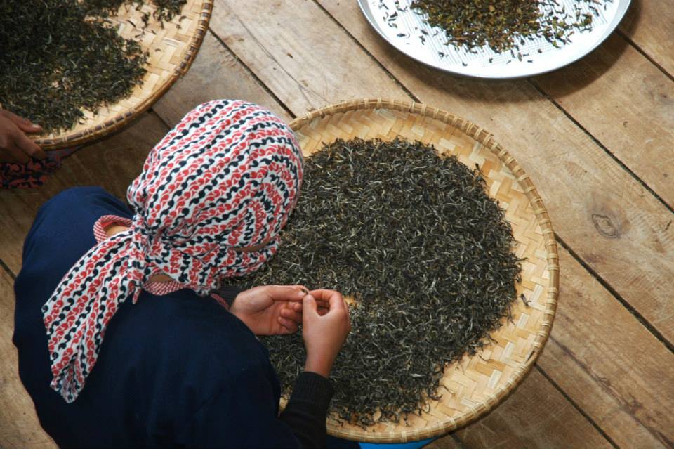 Kvinna sorteriar av teblad på Jun Chiyabari Tea Garden i Nepal. 