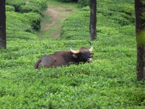 Varför ekologiskt te? South india: gaur in valparai