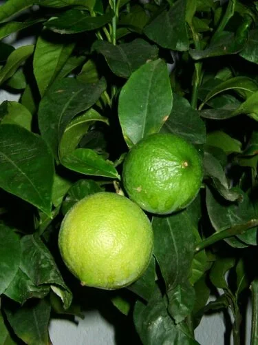Bergamott – vad är det? Bergamott citrus bergamia foto klaus reger cc by sa 30