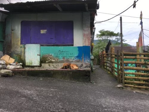 Darjeeling makaibari. Foto: anna daneberga.