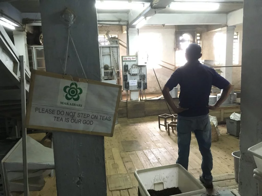 Darjeeling makaibari. Foto: anna daneberga.