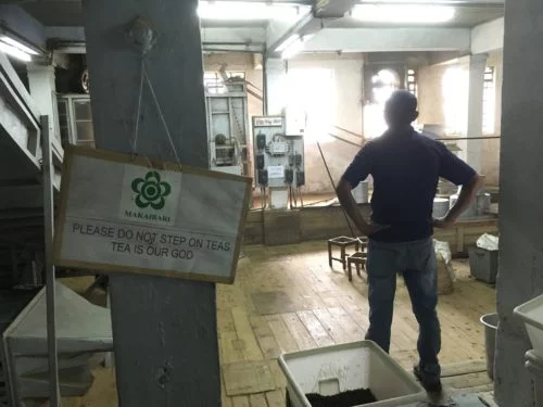 Darjeeling makaibari. Foto: anna daneberga.