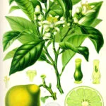 Earl Grey:s smaksättare Bergamott, bild från Köhlers Medizinal Pflanzen