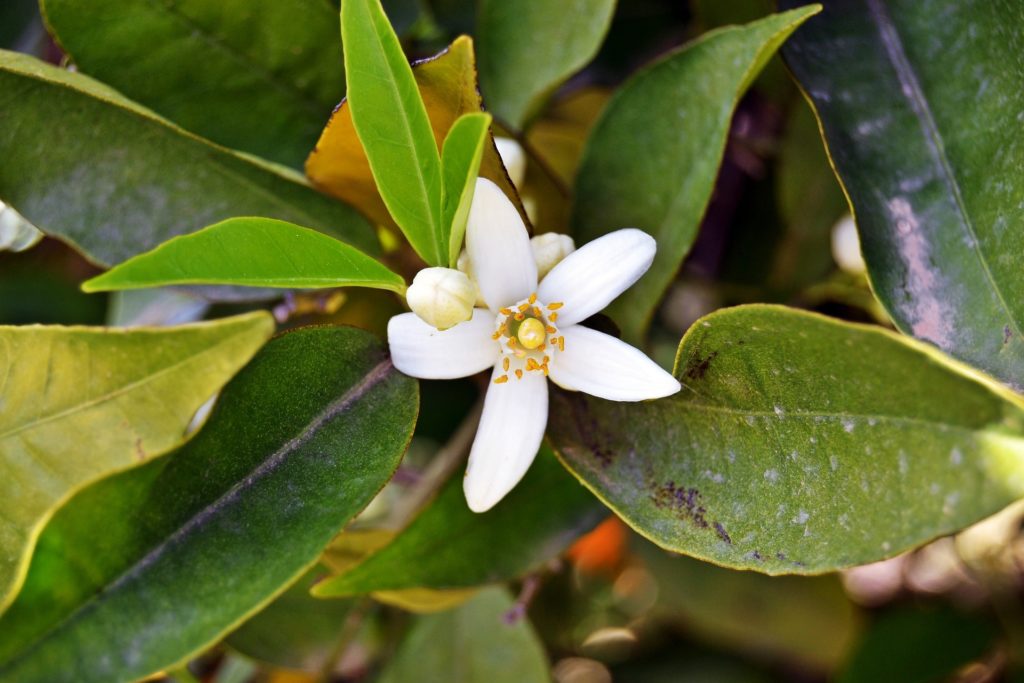 Jasmin-blomma