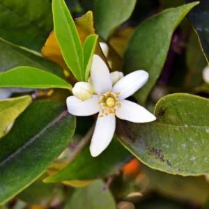 Ekologiskt te med rena, äkta smaker Smaksatt te