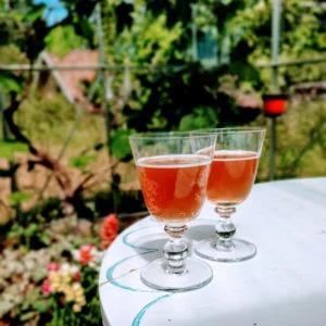 Ekologiskt te med rena, äkta smaker Kombucha