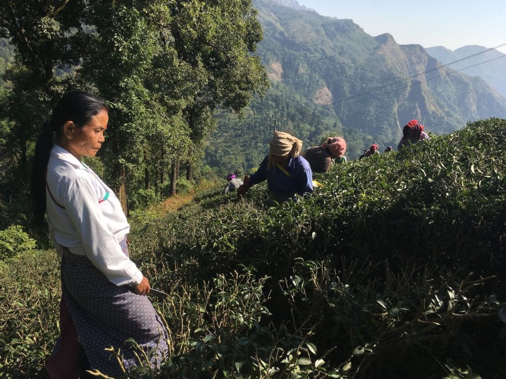 Arbetande kvinnor Makaibari Darjeeling