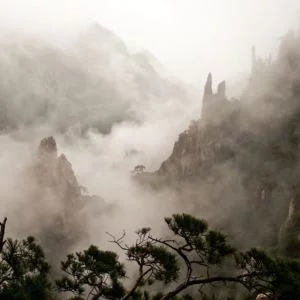 Ekologiskt te med rena, äkta smaker Oolong