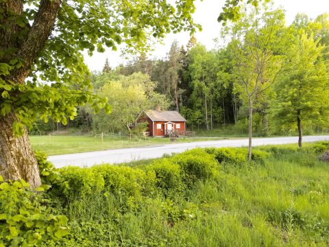 pekoe ekologiskt te sommar i Fjärdhundraland