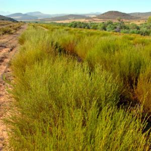 Rooibos