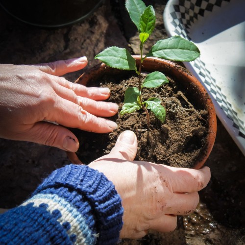 teplantor omplantering 3