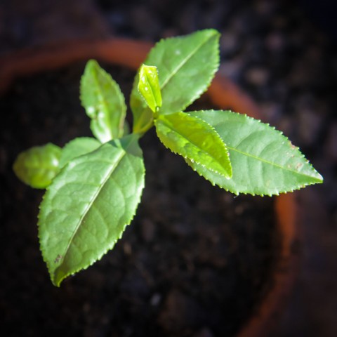 Teplantor omplantering-5