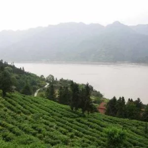 Ekologiskt te med rena, äkta smaker Vitt te