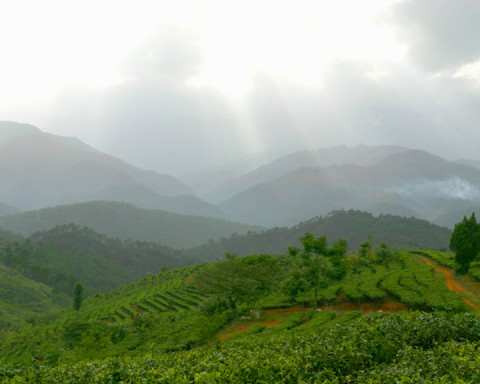 Yunnan Mengai Cashan